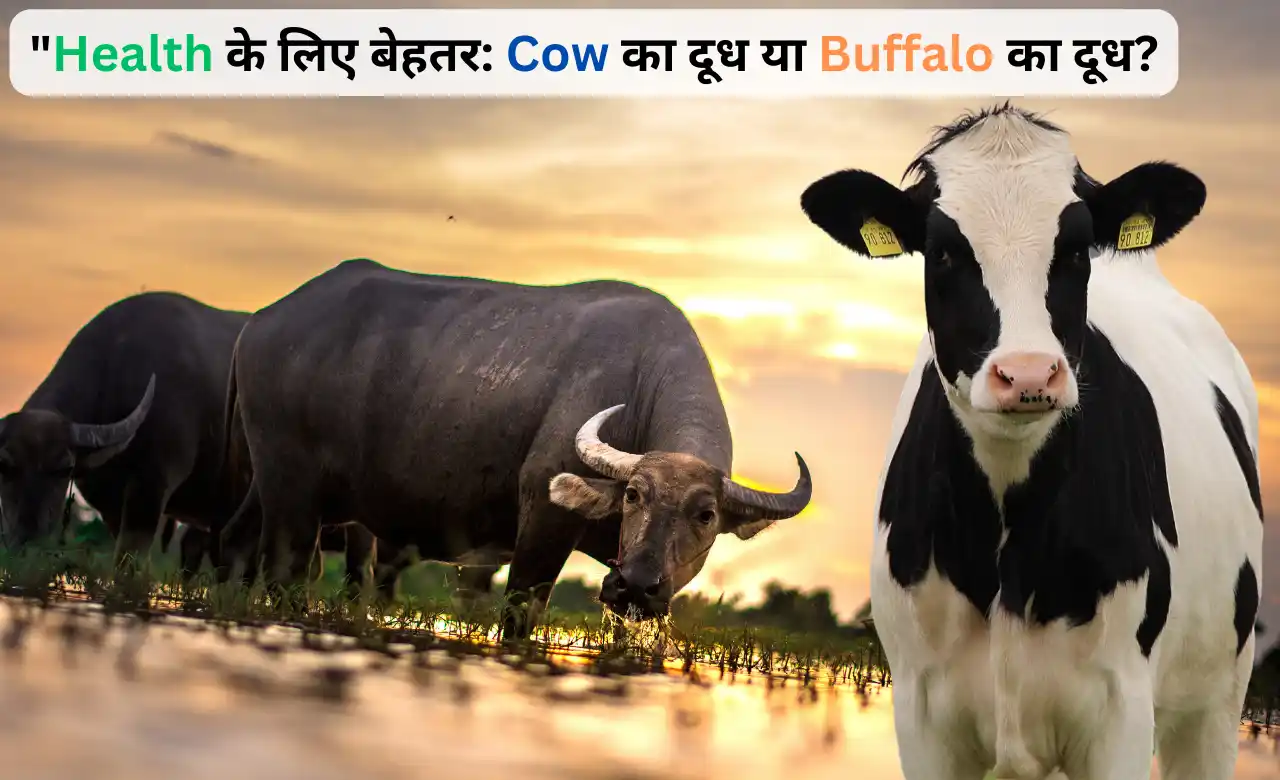 Cow vs. Buffalo